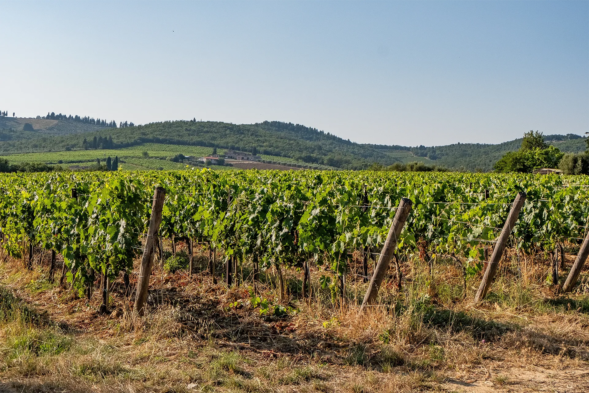 chianti